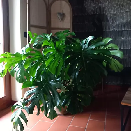 Alice Nel Paese Delle Meraviglie Bed & Breakfast